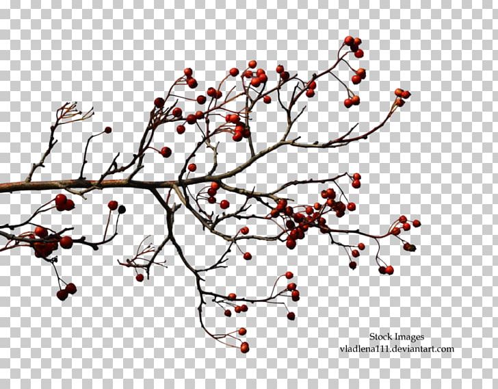 Branch Tree Autumn PNG, Clipart, Area, Art, Autumn, Blossom, Branch Free PNG Download