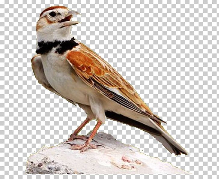 House Sparrow Lark Cute Birds Finch PNG, Clipart, 54 Cards, Android, Animals, Beak, Bird Free PNG Download