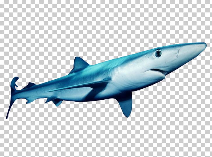 Tiger Shark Great White Shark Squaliformes Blue Shark Requiem Shark PNG, Clipart, Animal, Blue, Carcharhiniformes, Cartilaginous Fish, Cod Liver Oil Free PNG Download