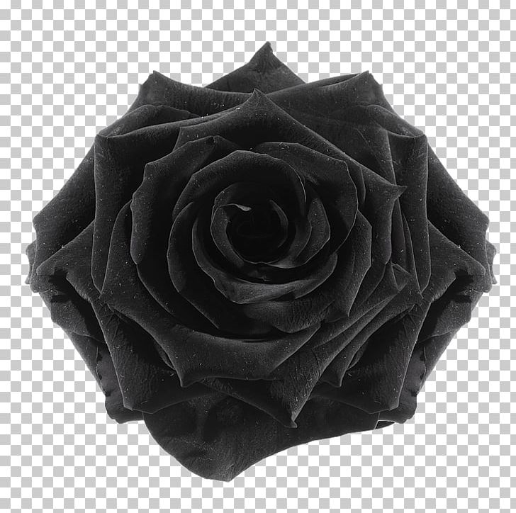 Black Rose Cut Flowers Flower Preservation PNG, Clipart, Black, Black Rose, Cut Flowers, Floristry, Flower Free PNG Download