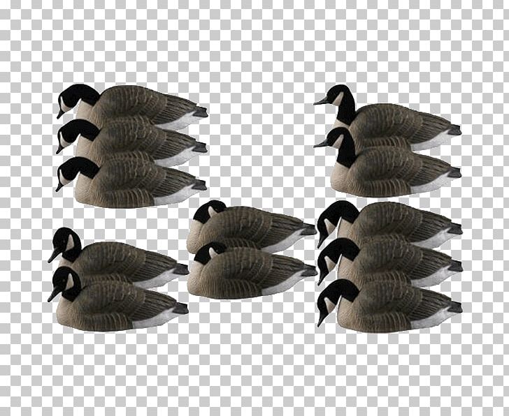 Canada Goose Duck Mallard Decoy PNG, Clipart, Beak, Bird, Canada Goose, Cat, Com Free PNG Download