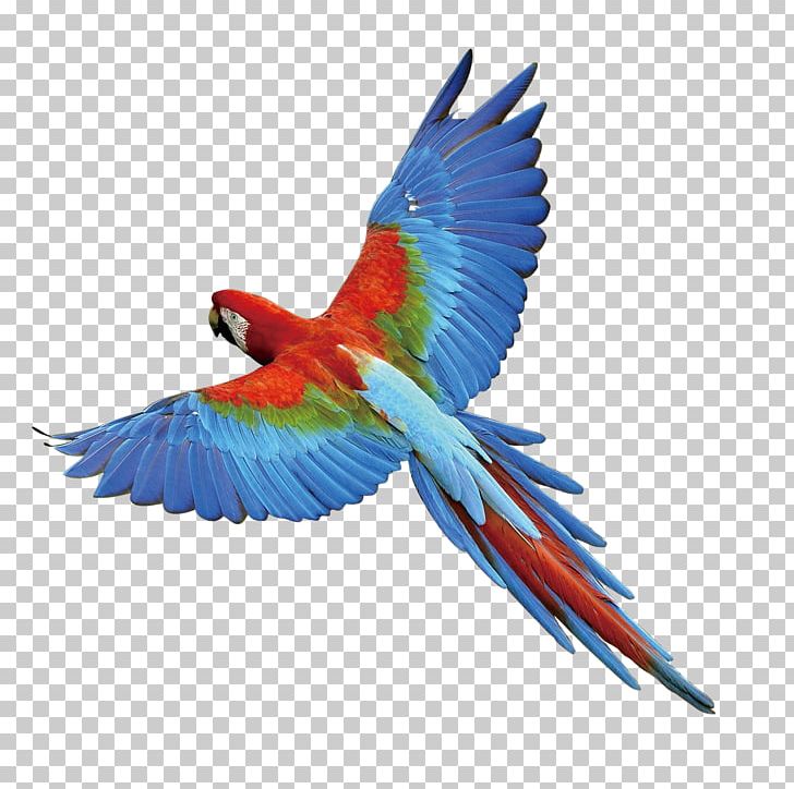 Parrot Bird PNG, Clipart, Angels Wings, Angel Wing, Angel Wings, Beak, Bird Flight Free PNG Download
