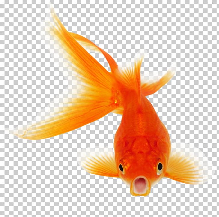 Fantail Comet Black Telescope Fish PNG, Clipart, Animals, Black Telescope, Bony Fish, Clip Art, Comet Free PNG Download