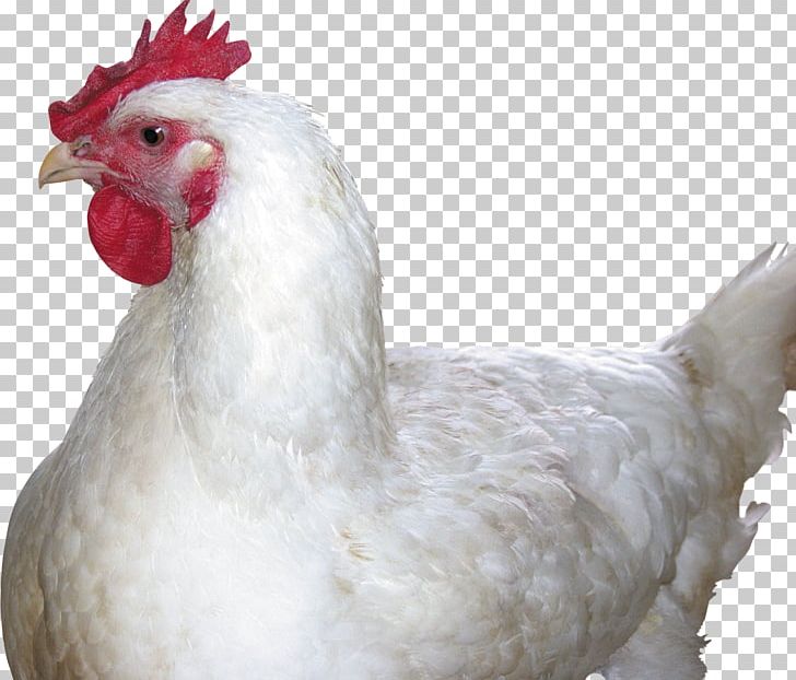 Fried Chicken Chicken Meat Food PNG, Clipart, Animals, Beak, Beef, Bird, Chicken Free PNG Download