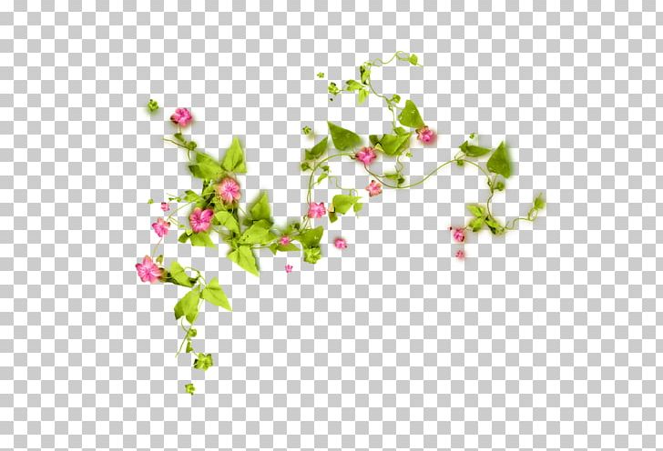 Health Food PNG, Clipart, Blossom, Branch, Diet, Encapsulated Postscript, Flora Free PNG Download