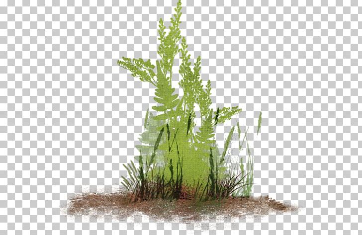 Herbaceous Plant Garden Lawn PNG, Clipart, Aquarium Decor, Botanical Garden, Clip Art, Ferns And Horsetails, Flora Free PNG Download