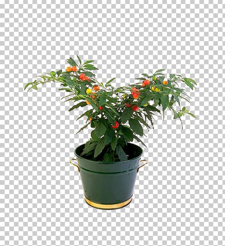Houseplant Flowerpot PNG, Clipart, Bonsai, Evergreen, Flower, Flowering Plant, Flowerpot Free PNG Download