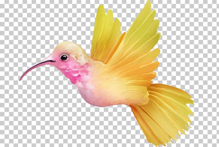 Hummingbird PNG, Clipart, Animals, Beak, Bird, Blog, Color Free PNG Download