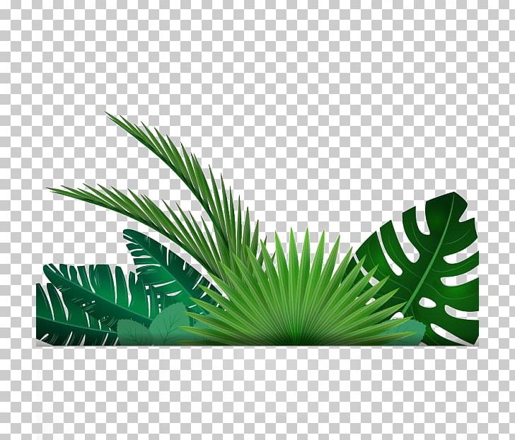 Leaf Tropics PNG, Clipart, Arecales, Autumn Leaf, Banana Leaves, Computer Wallpaper, Encapsulated Postscript Free PNG Download