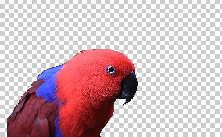 Macaw Parrot Bird Color Fly PNG, Clipart, Animal, Animals, Back, Beak, Color Fly Free PNG Download