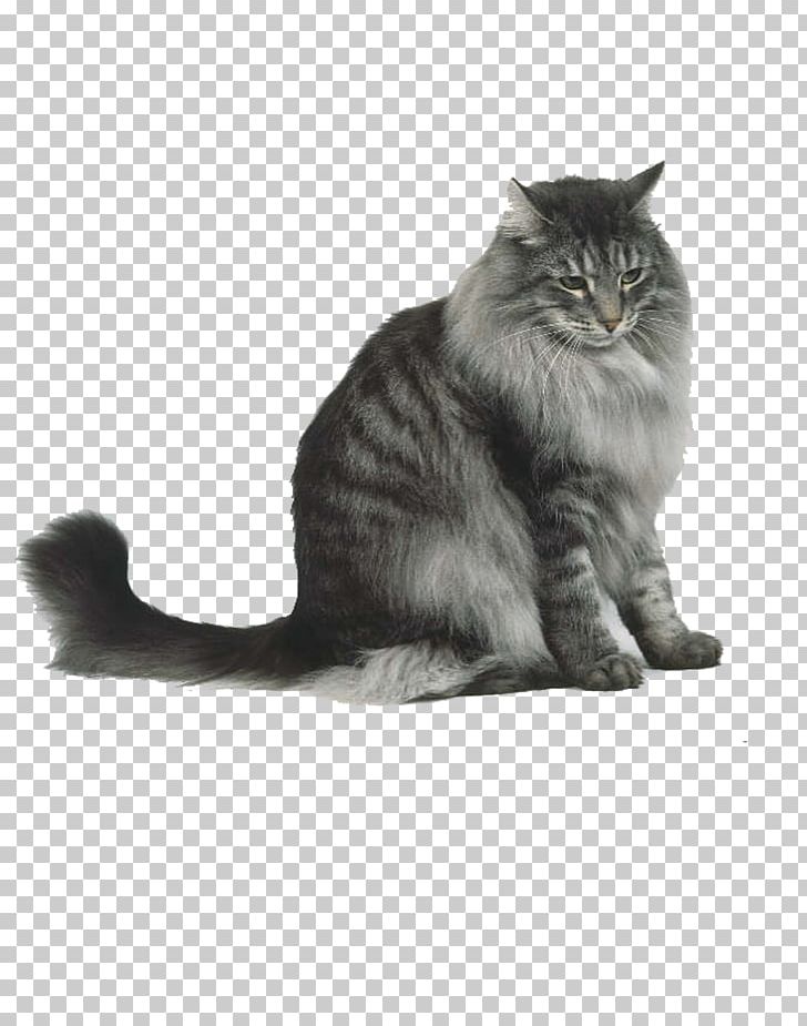 Norwegian Forest Cat Siberian Cat Maine Coon Persian Cat Cymric Cat PNG, Clipart, American Bobtail, Animals, Asian, Asian Semi Longhair, Black And White Free PNG Download