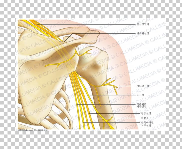 Shoulder Muscle Human Anatomy Bone PNG, Clipart, Anatomy, Arm, Bone, Clavicle, Coronal Plane Free PNG Download