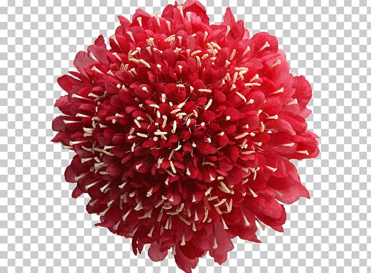 Animated Film Flower PNG, Clipart, Animated Cartoon, Animated Film, Animated Series, Character Animation, Chrysanths Free PNG Download