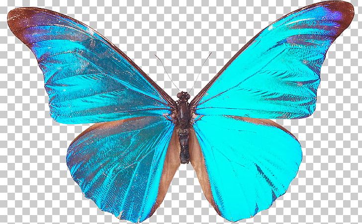 Butterfly Nymphalidae Insect Moth Blue PNG, Clipart, Blue, Brush Footed Butterfly, Butterflies And Moths, Butterfly, Color Free PNG Download