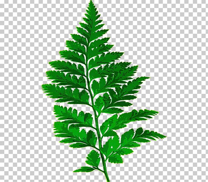 Fern Plants Leaf Vascular Plant PNG, Clipart, Barnsley Fern, Burknar, Drawing, Fern, Ferns And Horsetails Free PNG Download