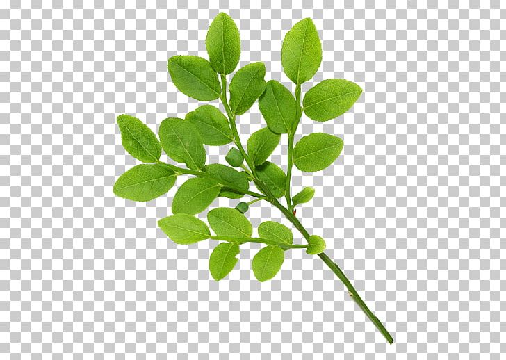 Green Tea Leaf Tree PNG, Clipart, Branch, Extract, Grass, Green, Green Tea Free PNG Download