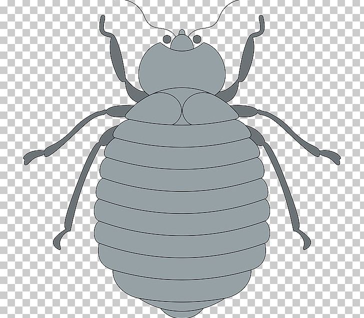 Volkswagen Beetle PNG, Clipart, Animaatio, Animals, Arthropod, Bee, Beetle Free PNG Download