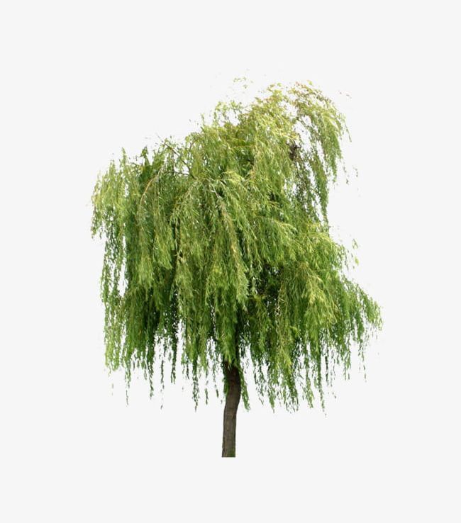 Willow Trees PNG, Clipart, Plant, Trees, Trees Clipart, Willow, Willow Clipart Free PNG Download