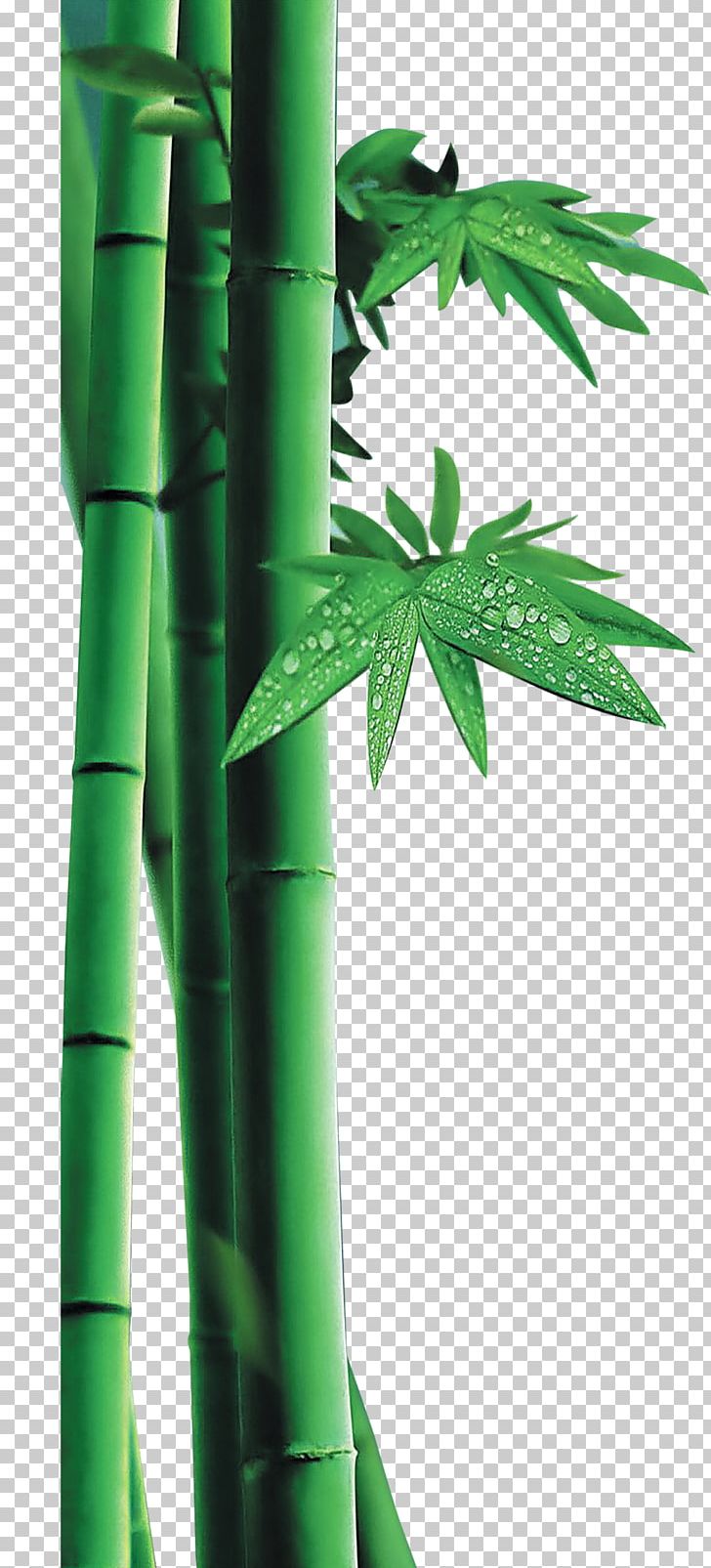 Bamboo PNG, Clipart, Adobe Illustrator, Bamboo, Bambusa Oldhamii, Chinese Painting, Christmas Decoration Free PNG Download