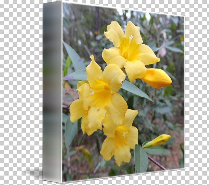 Canna Dendrobium Wildflower PNG, Clipart, Canna, Canna Family, Canna Lily, Cattleya, Dendrobium Free PNG Download