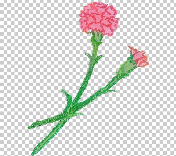 Carnation Cut Flowers Petal PNG, Clipart, Book Illustration, Carnation, Cut Flowers, Dianthus, Flower Free PNG Download