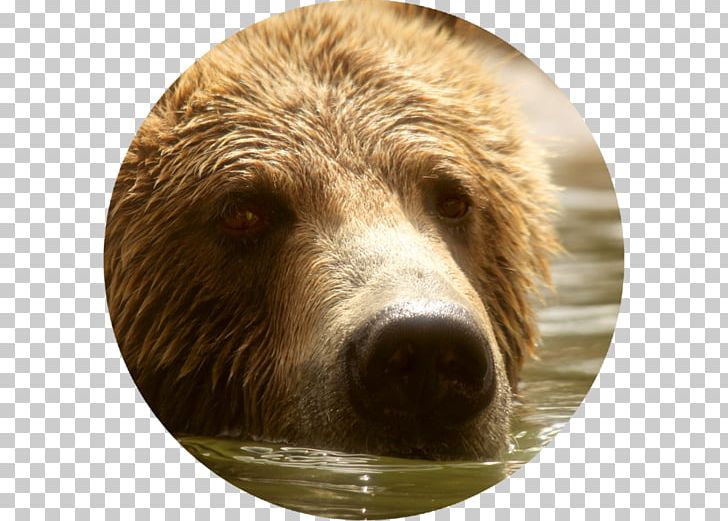 Grizzly Bear Brown Bear Bear Attack Memphis Grizzlies PNG, Clipart, Animal, Animals, Bear, Bear Attack, Brown Bear Free PNG Download
