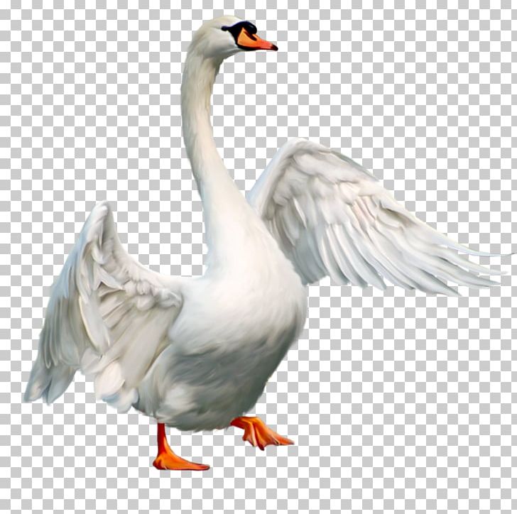 Mute Swan Bird Goose PNG, Clipart, Animal, Animals, Beak, Cartoon Goose, Cygnini Free PNG Download