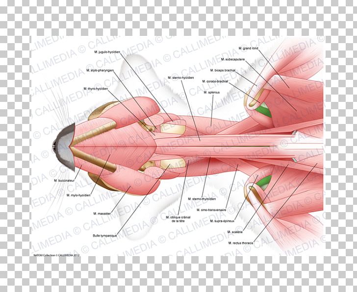 Thumb Muscle Human Anatomy Nerve PNG, Clipart, Anatomy, Angle, Arm, Blood Vessel, Brain Free PNG Download