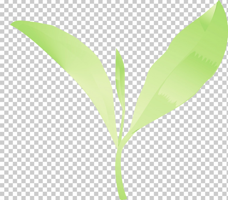 Leaf Flower Lily Of The Valley Plant Plant Stem PNG, Clipart, Eucalyptus, Flower, Leaf, Lily Of The Valley, Paint Free PNG Download