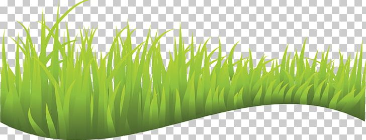 Graphics Lawn PNG, Clipart, Chrysopogon Zizanioides, Commodity, Grass, Grass Drawing, Grass Family Free PNG Download