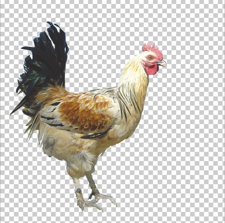 Rooster Chicken Domestic Pig Duck Domestic Goose PNG, Clipart, Animals, Beak, Bird, Chicken Burger, Chicken Nuggets Free PNG Download