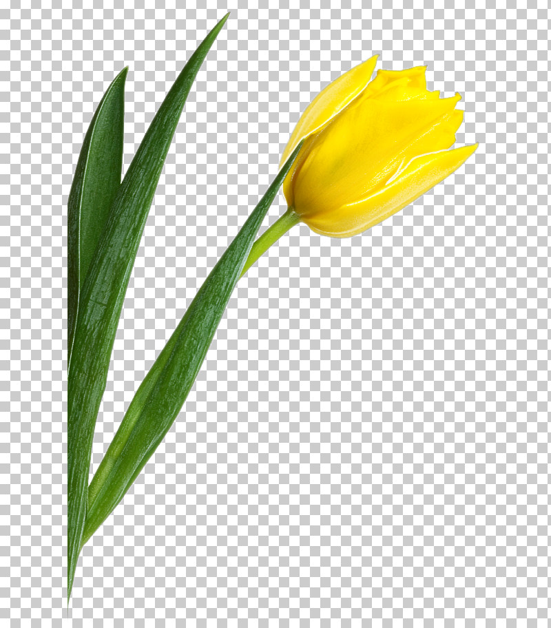 Flower Yellow Tulip Plant Leaf PNG, Clipart, Bud, Flower, Herbaceous Plant, Leaf, Lily Family Free PNG Download