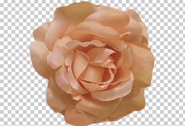 Flower Rose Petal Color Peach PNG, Clipart, Centifolia Roses, Color, Coral, Cut Flowers, Dress Free PNG Download