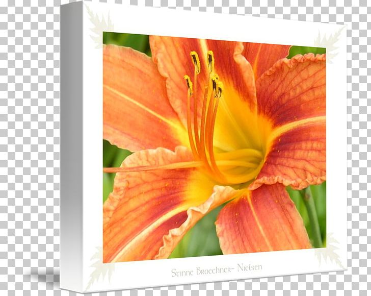 Gallery Wrap Petal Canvas Art Nielsen Holdings PNG, Clipart, Art, Canvas, Cut Flowers, Daylily, Flower Free PNG Download