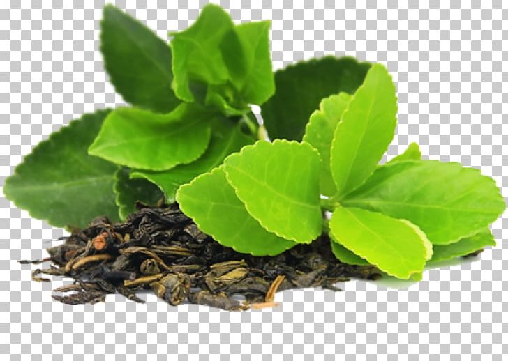 Green Tea Herbal Tea Tea Bag PNG, Clipart, Black Tea, Epigallocatechin Gallate, Extract, Food Drinks, Green Free PNG Download