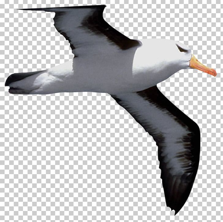 Bird Cygnini Common Gull Falcon PNG, Clipart, Albatross, Animal, Animals, Beak, Bird Free PNG Download