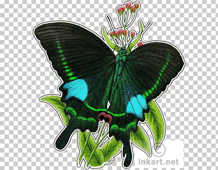 Butterfly Papilio Paris Aglais Io Peafowl PNG, Clipart, Animals, Art, Arthropod, Brush Footed Butterfly, Butterflies And Moths Free PNG Download