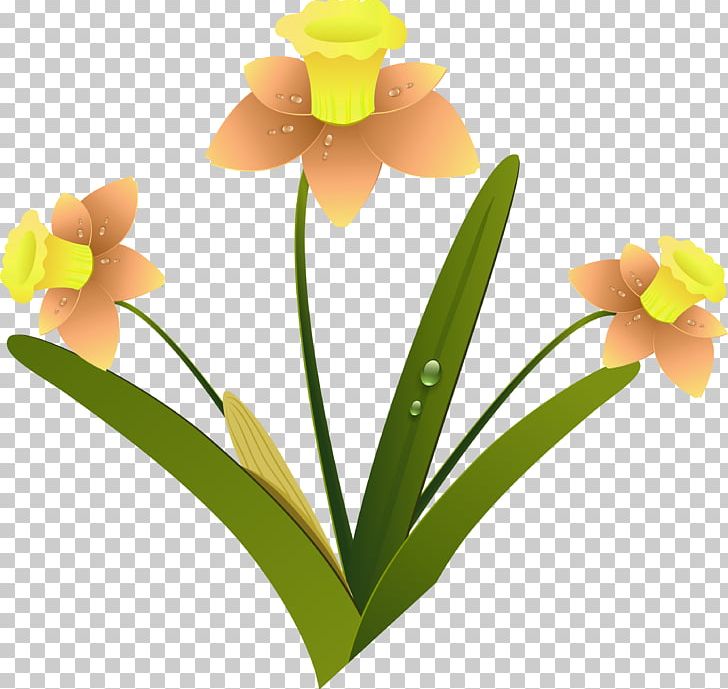 Daffodil Cut Flowers PNG, Clipart, Cattleya, Cattleya Orchids, Cut Flowers, Daffodil, Flower Free PNG Download