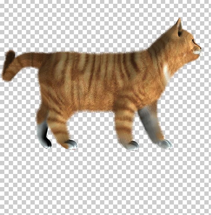 Domestic Short-haired Cat PNG, Clipart, Carnivoran, Cat, Cat Like Mammal, Clipping Path, Desktop Wallpaper Free PNG Download
