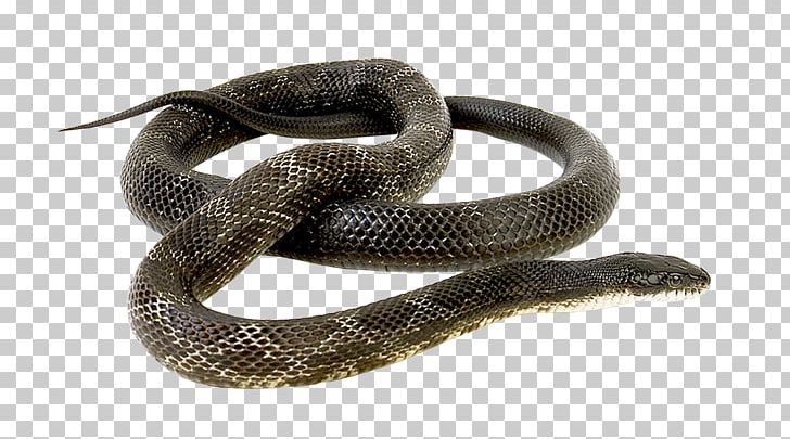 Snake PNG, Clipart, Animals, Background, Boa Constrictor, Boas, Cobra Free PNG Download