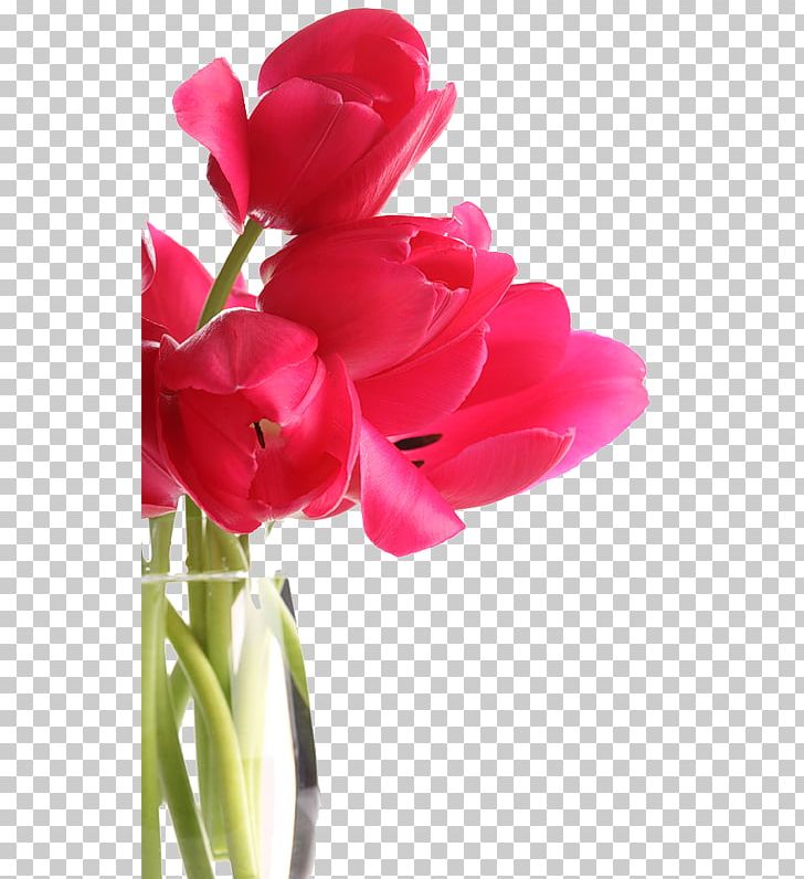 Tulip Flower Red Software PNG, Clipart, Computer Network, Cut Flowers, Decoration, Download, Flower Free PNG Download