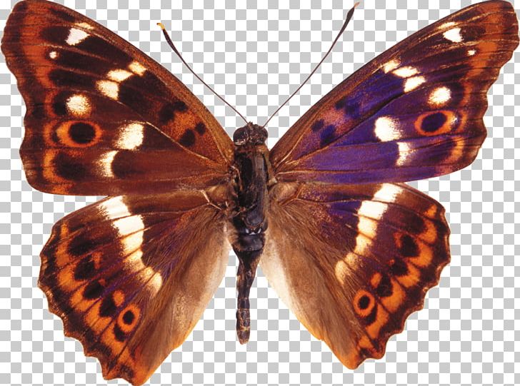 Butterfly Apatura Ilia Insect Apollo Scarce Swallowtail PNG, Clipart, Apatura, Apatura Ilia, Apatura Iris, Apollo, Arthropod Free PNG Download