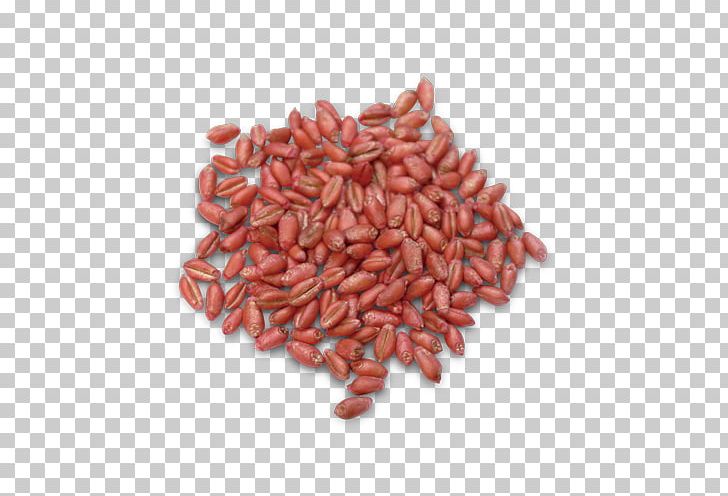 Common Wheat Durum Seed Winter Wheat Soybean PNG, Clipart, Azuki Bean, Cereal, Commodity, Common Wheat, Cover Crop Free PNG Download