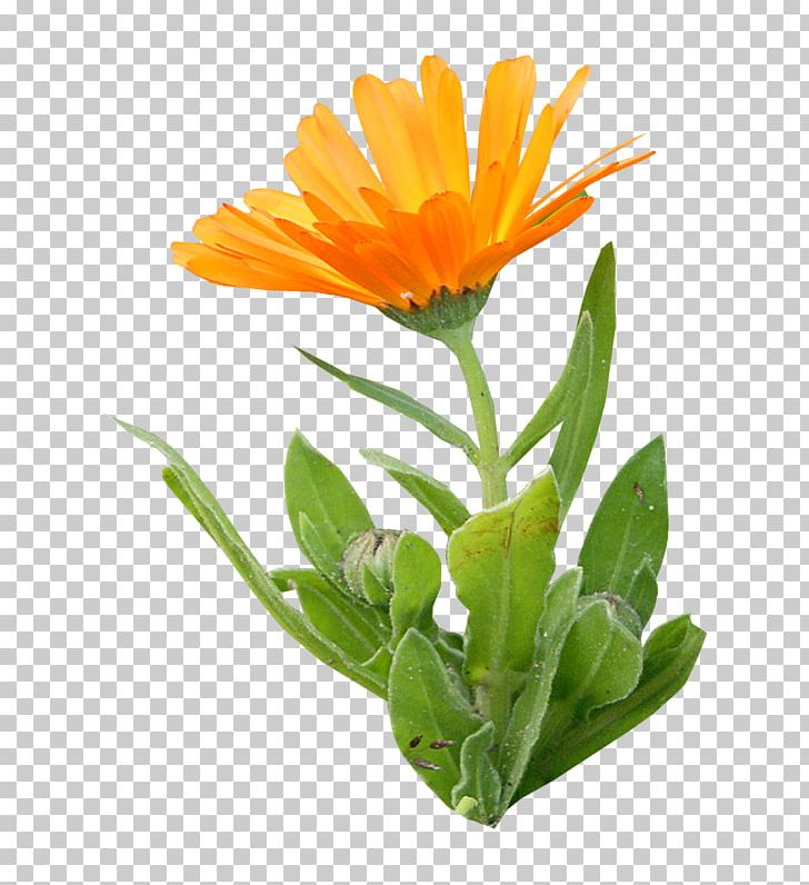 Calendula Officinalis Orange Flower PNG, Clipart, Annual Plant, Calendula, Calendula Officinalis, Cicek, Cicek Resimleri Free PNG Download