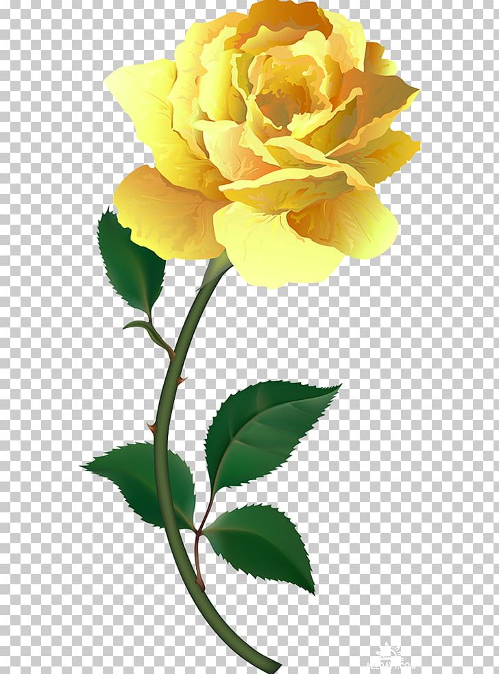 Garden Roses Cabbage Rose Floribunda Hybrid Tea Rose PNG, Clipart,  Free PNG Download
