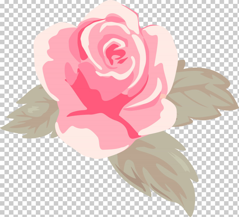 Garden Roses PNG, Clipart, Flower, Garden Roses, Petal, Pink, Pink Rose Free PNG Download