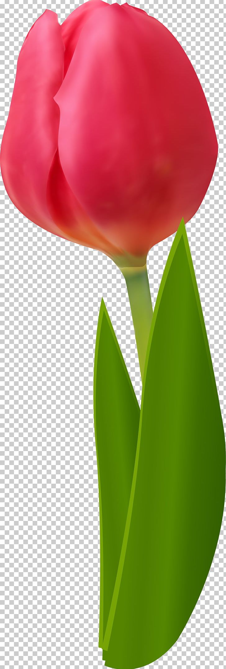 Cut Flowers Tulip Red PNG, Clipart, Cut Flowers, Drawing, Flower, Flower Bouquet, Flowering Plant Free PNG Download