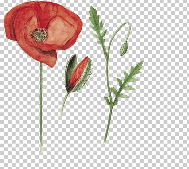 Garden Roses Common Poppy Flower Drawing PNG, Clipart, Botany, Bud, Common Poppy, Coquelicot, Cut Flowers Free PNG Download