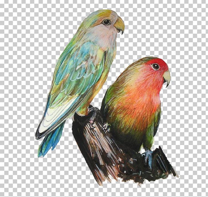 Lovebird Art Photography PNG, Clipart, Animals, Art, Beak, Bird, Common Pet Parakeet Free PNG Download