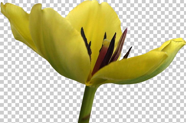 Tulip Flower Yellow PNG, Clipart, Bud, Computer Graphics, Computer Icons, Cut Flowers, Darkest Hour Free PNG Download